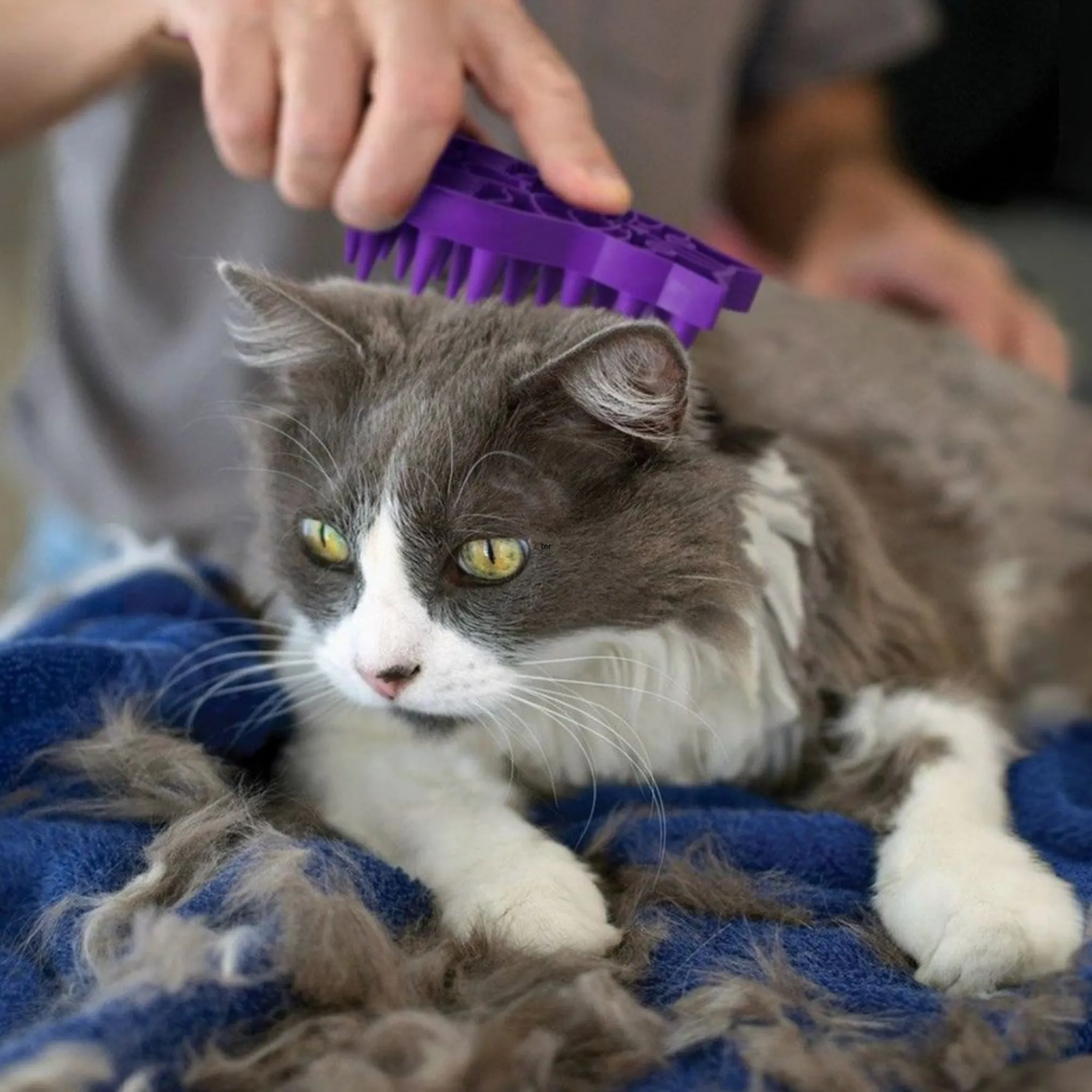 Kong Cat Zoom Groom